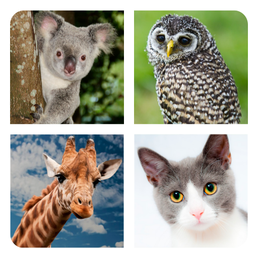 Guess the Animal icon