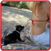 Free Funny Videos Top HD icon