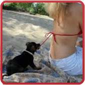 Free Funny Videos Top HD