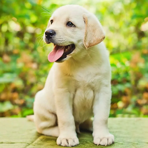 Labrador Simulator icon