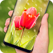Tulips Live Wallpaper 2018 – Flower HD Backgrounds icon