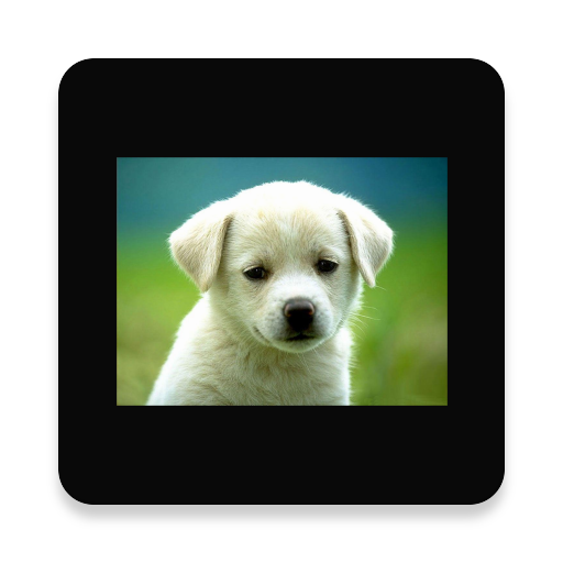 Animals and Birds Sounds icon