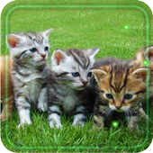 Kitty Gallery HD Photo LWP icon