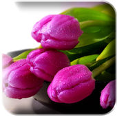 Some secrets from the Qur'an icon