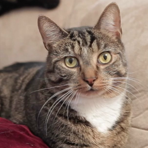 Cute Cat Live Wallpaper PRO icon