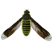 BEE GO LOCKER THEME icon