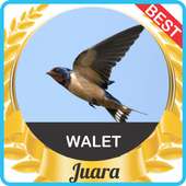 Suara Walet Asli mp3 on 9Apps
