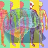 Human Body System icon