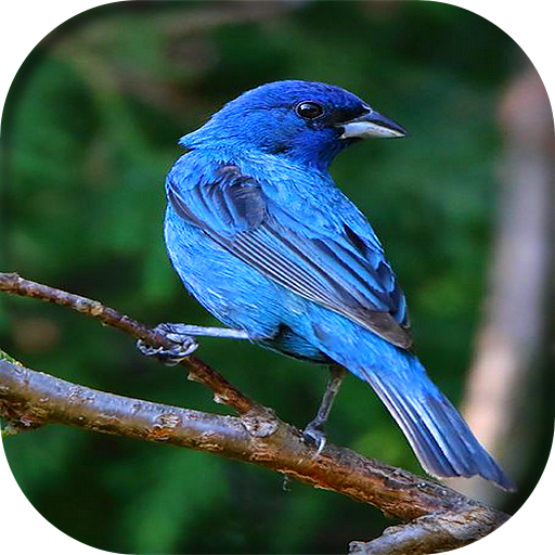 ikon Canto de Azulão