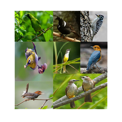 Suara pikat burung liar icon