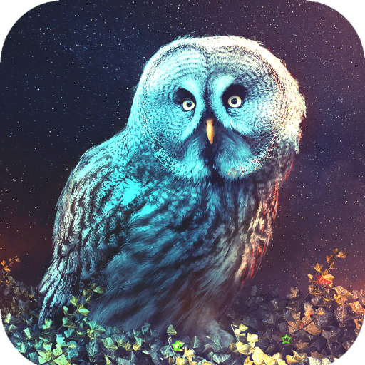 Owl Wallpaper HD icon