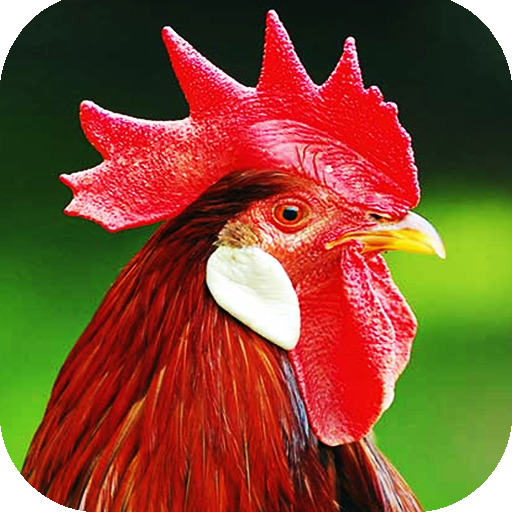 Rooster Sounds icon