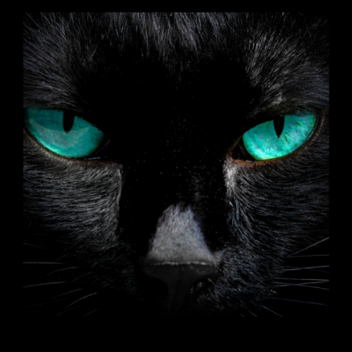 Black Cats Wallpapers icon