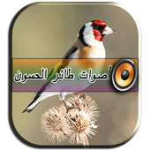 أصوات طائر الحسون أيقونة