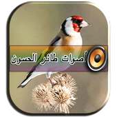 أصوات طائر الحسون on 9Apps