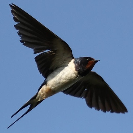 ikon Suara Panggil Burung Walet