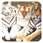 Big Cats Wallpaper icon