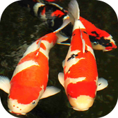 Free Koi Wallpapers icon