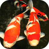 Free Koi Wallpapers on 9Apps