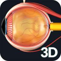 Eye Anatomy Pro.