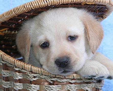 Cute Dogs Jigsaw Puzzles screenshot 5