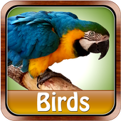 Birds Pictures Game for Kids icon