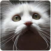 Cats, cats and cats icon
