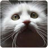 Cats, cats and cats