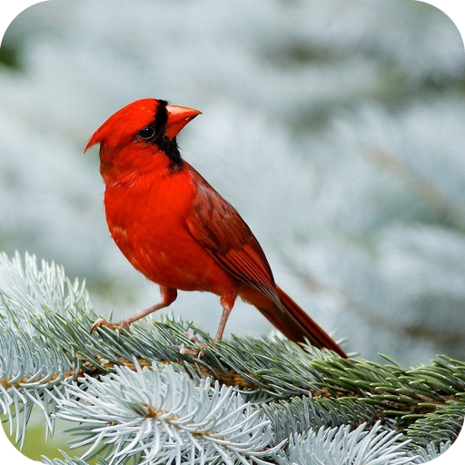 Birds Full HD Wallpaper icon