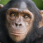 Chimp live wallpaper icon