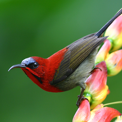 Bird Live Wallpaper HD 4K icon