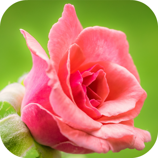 Flower Puzzle Sliding icon