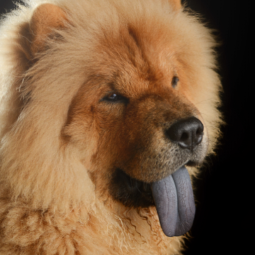 Chow Chow Wallpapers icon