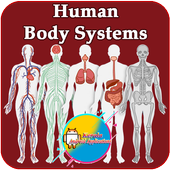 Human Body Systems icon