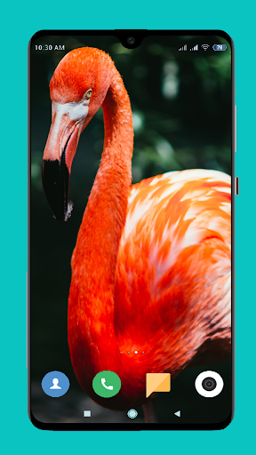 Flamingo wallpaper 4K screenshot 1