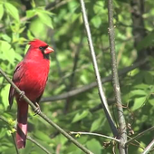 Nature Live Walpaper 41 icon