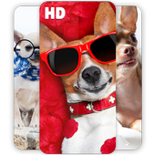 cute chihuahua icon