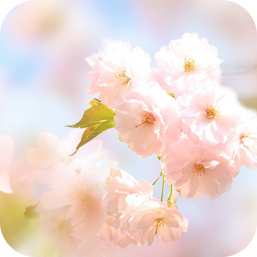 Sakura Flower Live Wallpaper icon