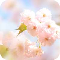 Sakura Flower Live Wallpaper on 9Apps