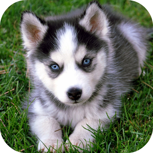 Husky Live Wallpaper FREE icon