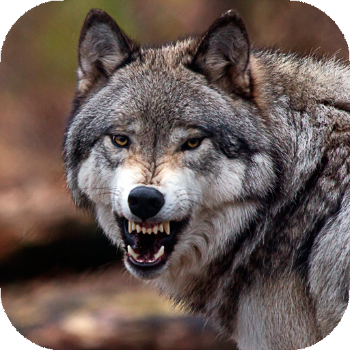 Wolf Wallpaper HD: Backgrounds icon