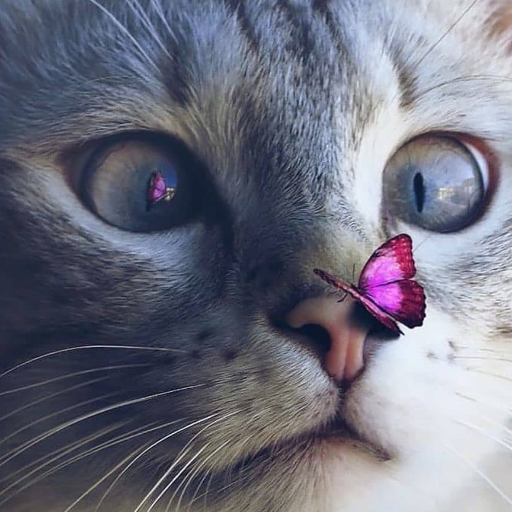 cat beauti wallpaper top HD icon