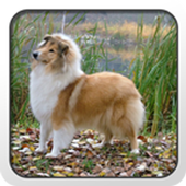 Collie Theme - Nova/ADW/GO icon