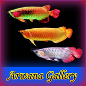 Arwana Gallery icon