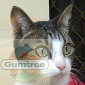Brisbane Gumtree cat sorter icon
