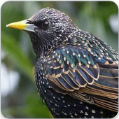 Starling Bird Call: Starling Song &amp; Starling Sound icon