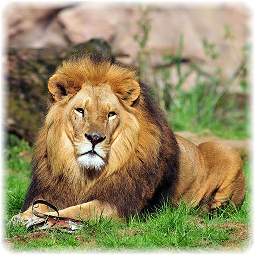 Animal Jigsaw Puzzle icon