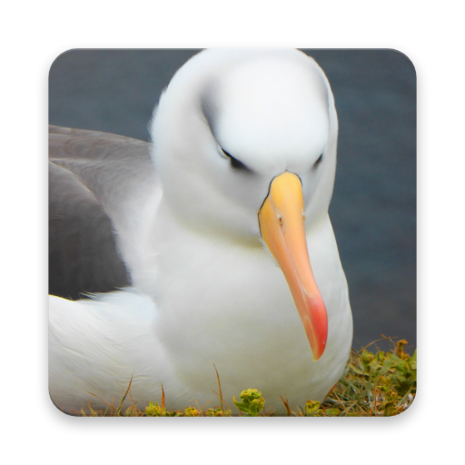 Albatross Wallpaper HD icon