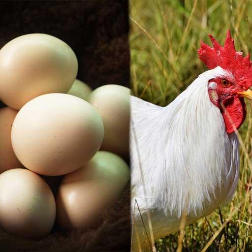 Egg and Chicken Farming (अंडे और मुर्गी फार्म) иконка