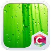 Green Leaf C Launcher Theme icon